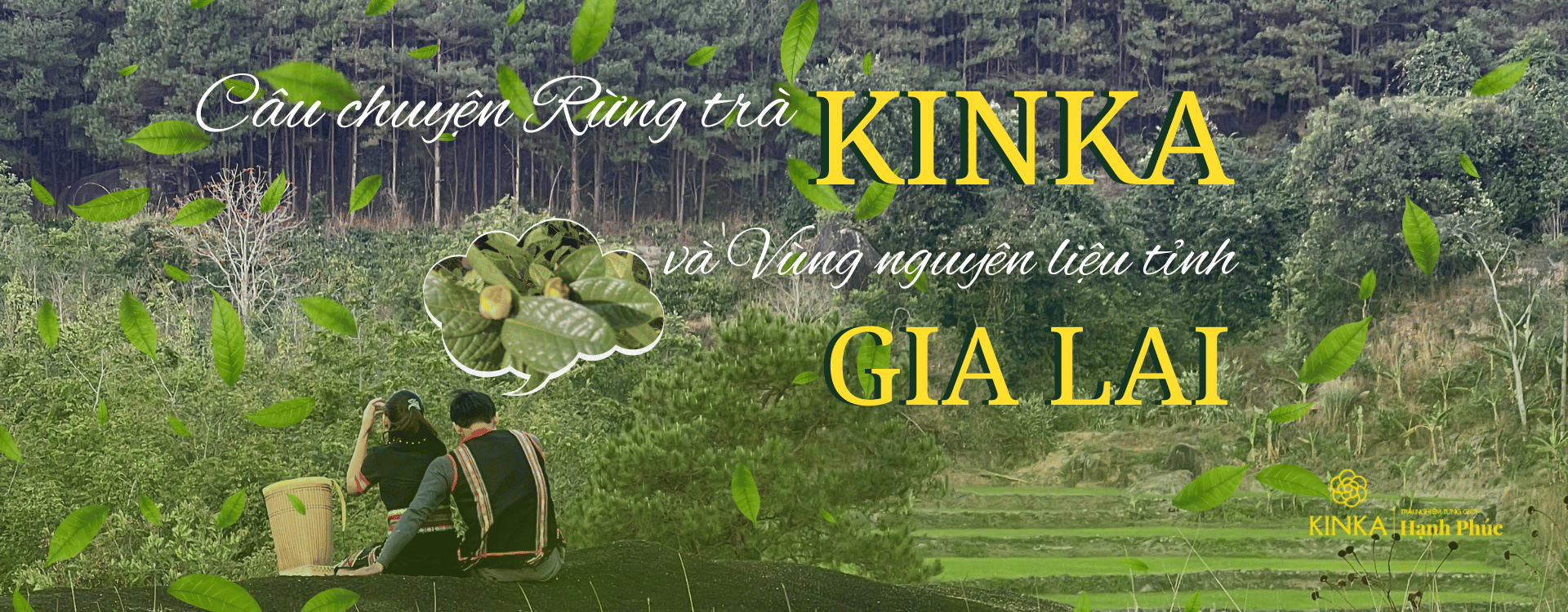 Câu chuyện Rừng trà Kinka và Vùng nguyên liệu tỉnh Gia Lai
