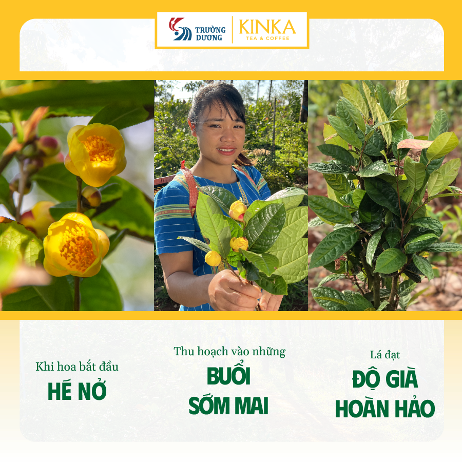 Hoa Trà Hoa Vàng Gia Lai - Golden Camellia