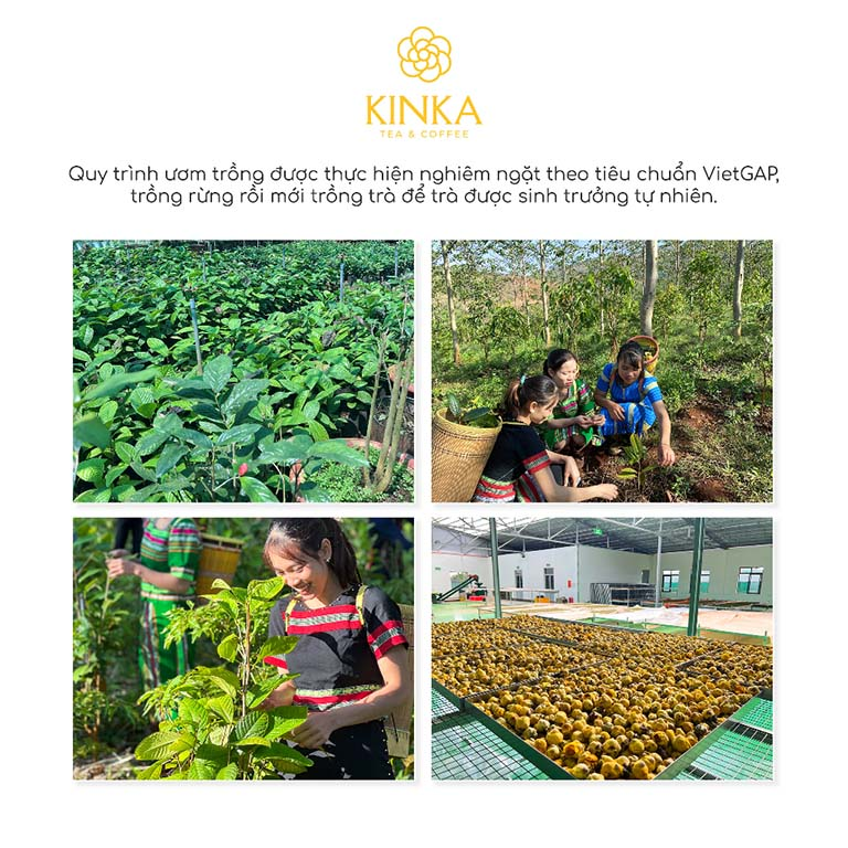 Hoa Trà Hoa Vàng Gia Lai - Golden Camellia