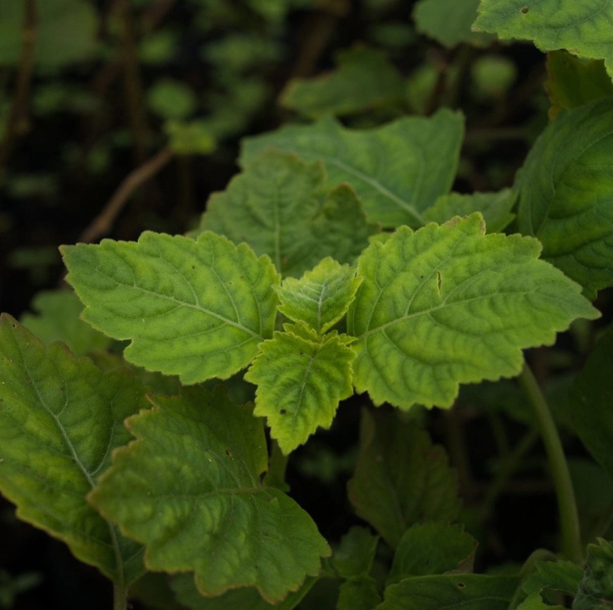 HOẮC HƯƠNG - PATCHOULI