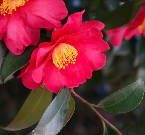 Hoa Sơn trà - Camellia Flower