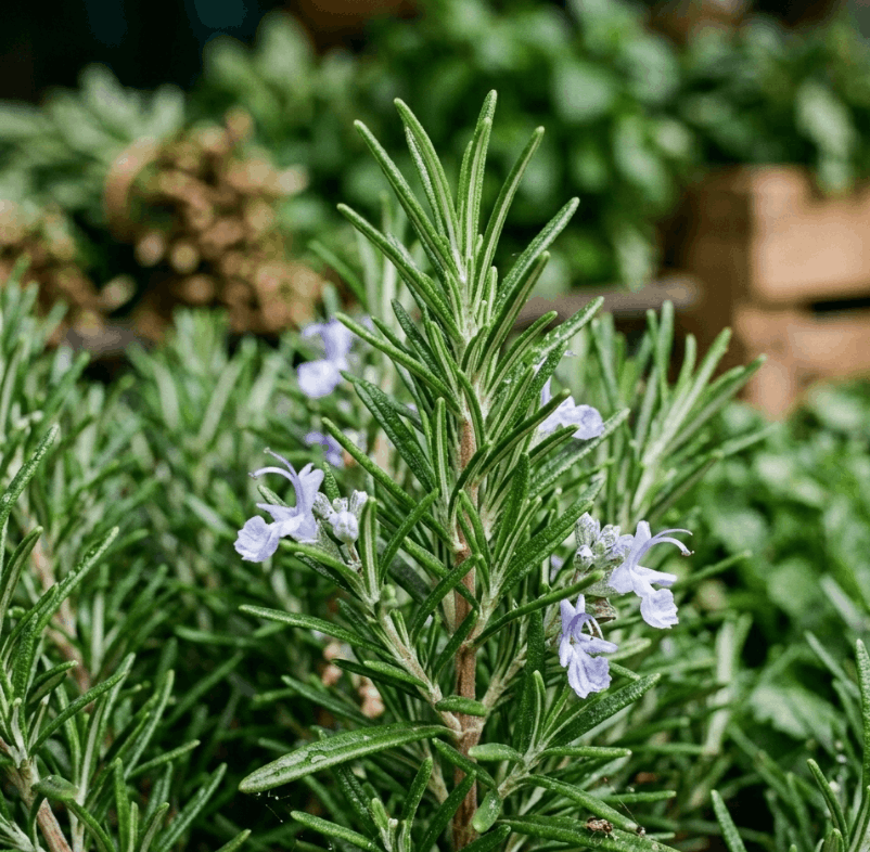 RAW MATERIAL - ROSEMARY ESSENTIAL OIL