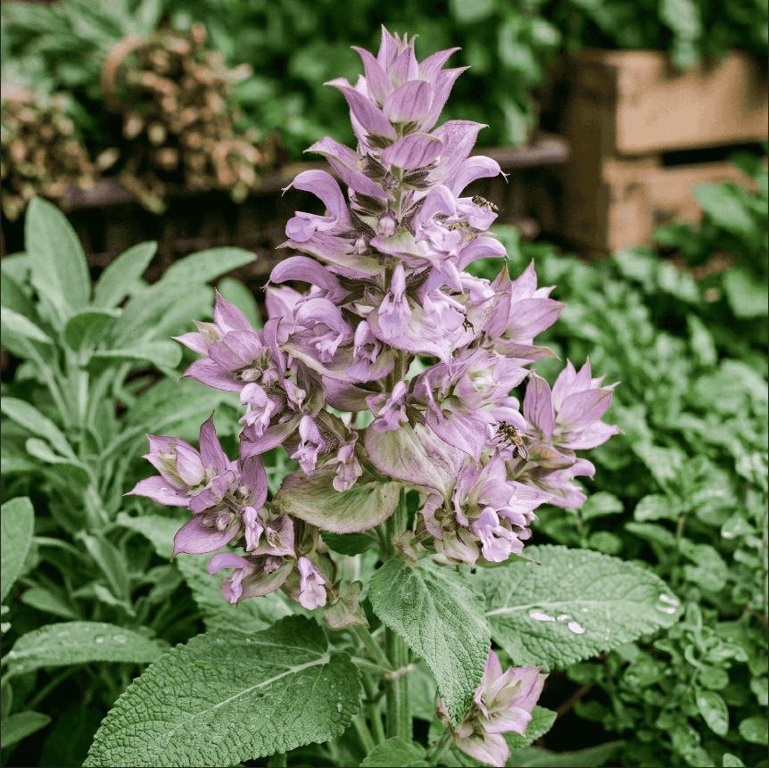 RAW MATERIAL - CLARY SAGE ESSENTIAL OIL