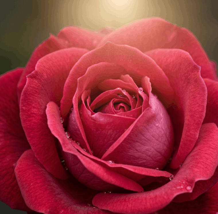 RAW MATERIAL - ROSE TURKISH