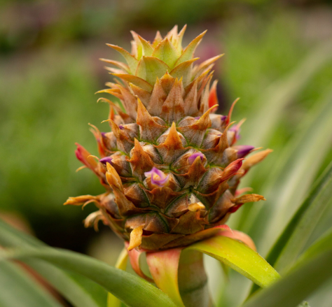 RAW MATERIAL - PINEAPPLE FLEURESSENCE