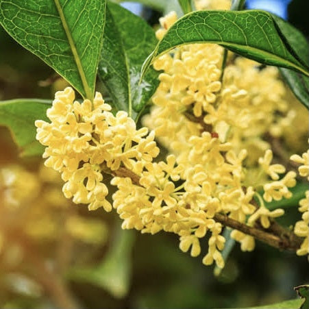 Hoa Mộc tê (Quế Hoa) - Osmanthus