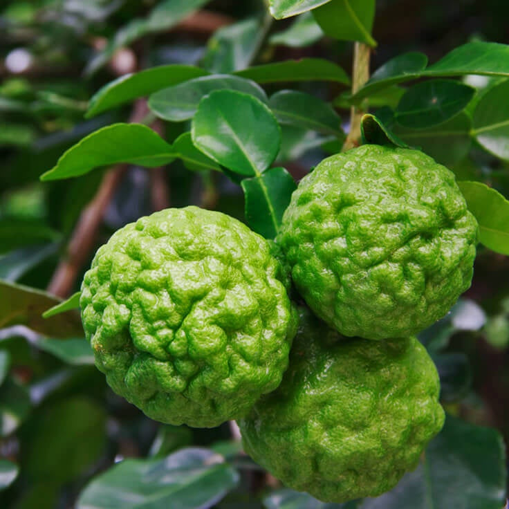 Chanh Kaffir - Kaffir Lime