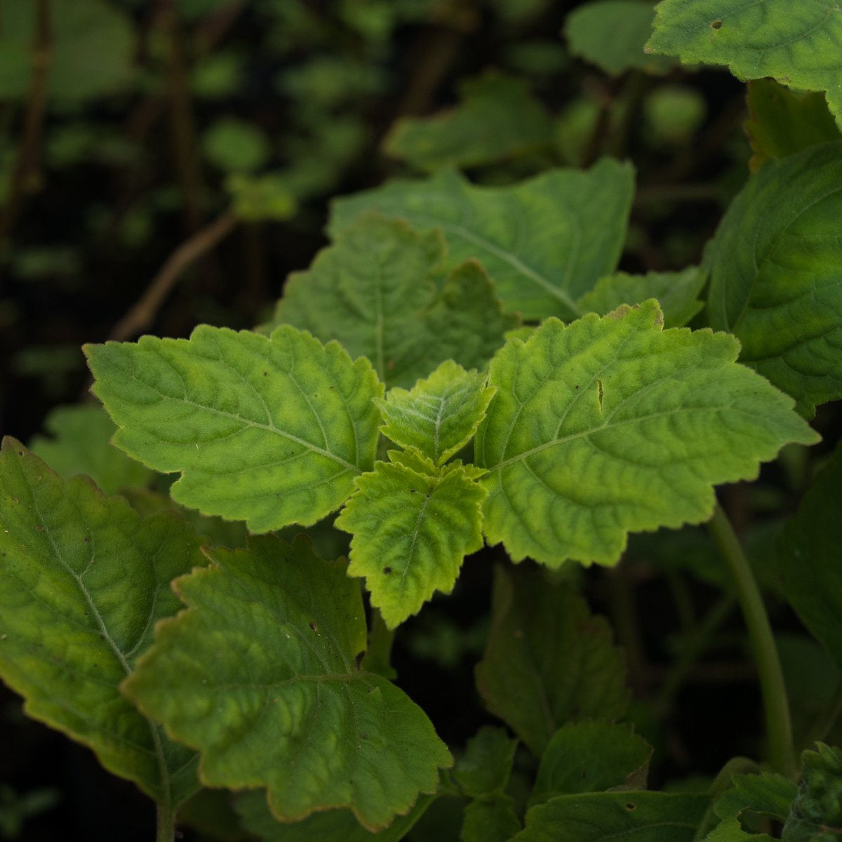 Hoắc hương - Patchouli