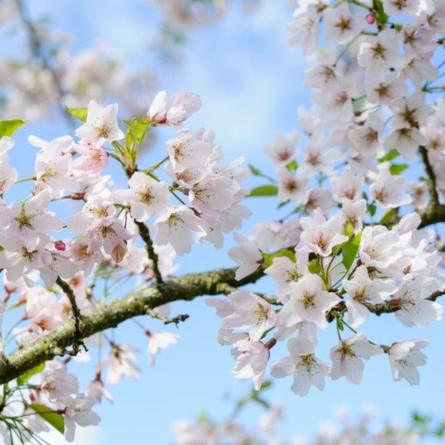 The First Blooms of Spring