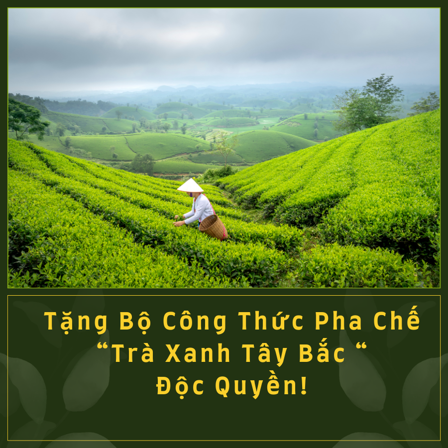 Bộ Công Thức Pha Chế Trà Xanh Tây Bắc Độc Quyền!