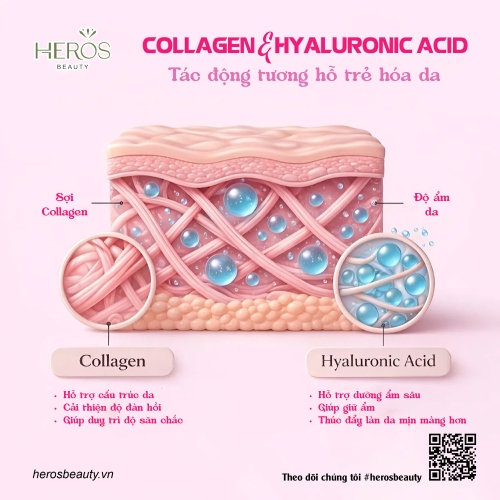 Tác động tương hỗ giữa collagen và HA trong vai trò trẻ hóa làn da