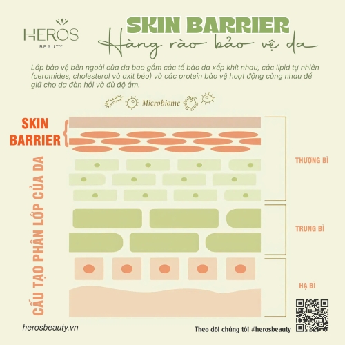 Tìm hiểu về hàng rào bảo vệ da - Skin barrire