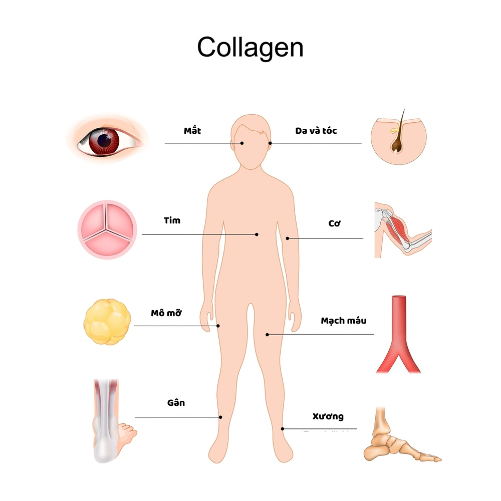 Công dụng Collagen đối với cơ thể