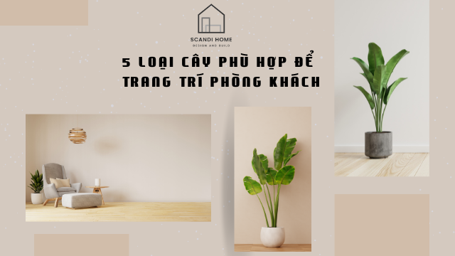 5 Loại Cây Phù Hợp Để Trang Trí Phòng Khách