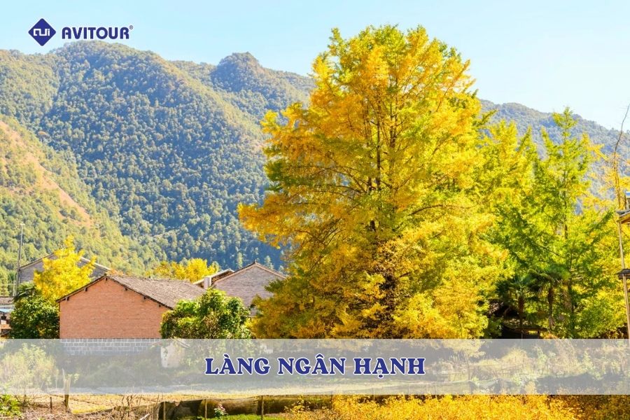 Chiêm Ngưỡng Sắc Vàng Rực Rỡ Tại Làng Ngân Hạnh Đằng Xung