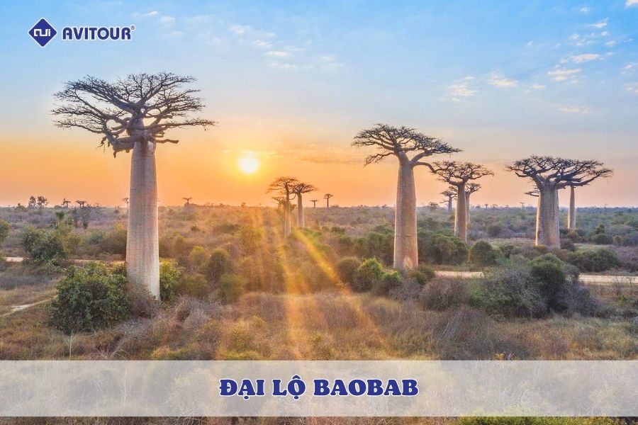 Đại lộ Baobab - Dấu ấn thiên nhiên độc đáo trên đảo Madagascar