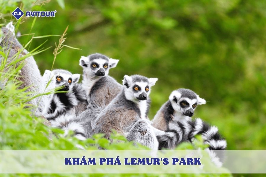 Đắm mình giữa thiên nhiên xanh mát khi khám phá Lemur's Park
