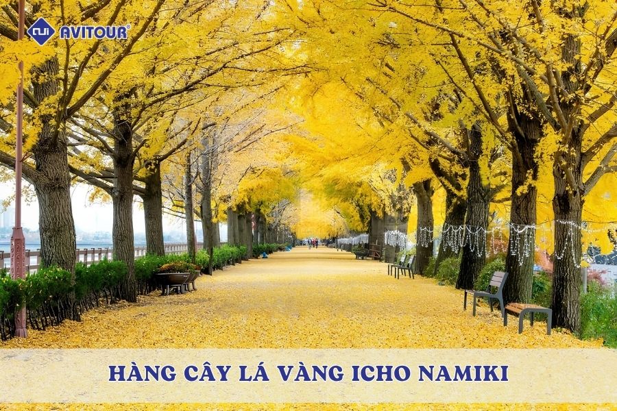 Hàng cây lá vàng Icho Namiki: Tuyến phố mùa thu đẹp tựa tranh tại Tokyo