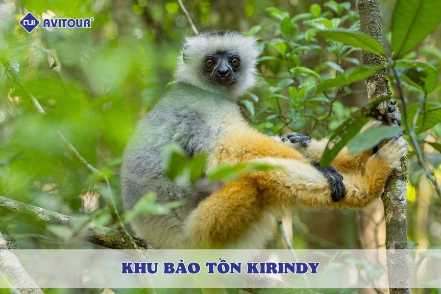 Lạc bước thiên nhiên hoang dã tại khu bảo tồn Kirindy Madagascar