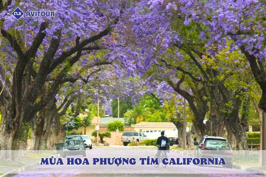 Check-in mùa hoa phượng tím California với những tọa độ cực đẹp