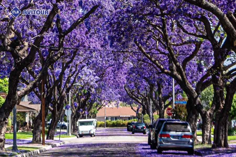 Check-in mùa hoa phượng tím California với những tọa độ cực đẹp