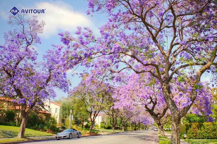 Check-in mùa hoa phượng tím California với những tọa độ cực đẹp