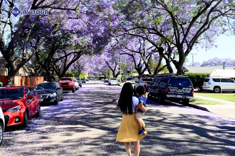 Check-in mùa hoa phượng tím California với những tọa độ cực đẹp
