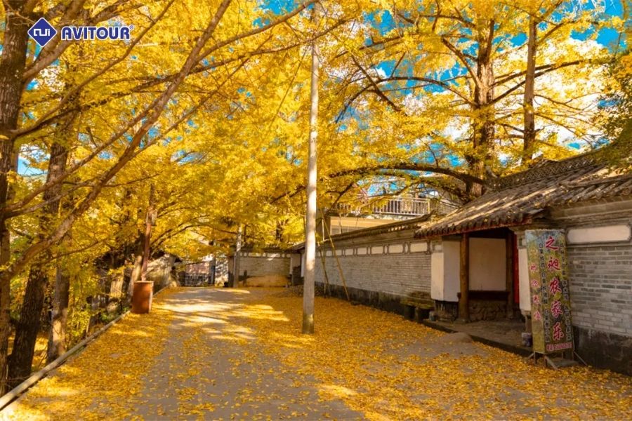 Chiêm Ngưỡng Sắc Vàng Rực Rỡ Tại Làng Ngân Hạnh Đằng Xung