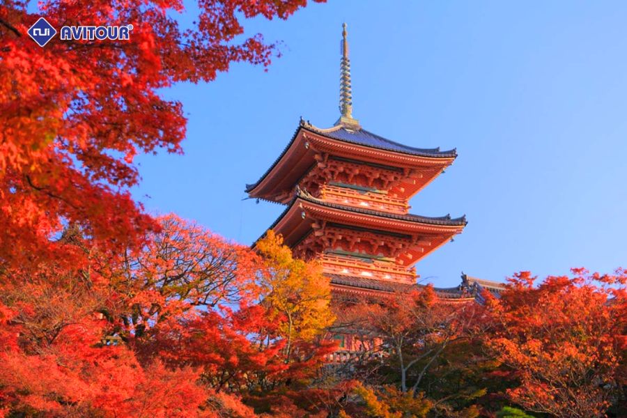 Chùa Kiyomizu-dera mùa thu: Đắm chìm giữa biển lá đỏ Kyoto