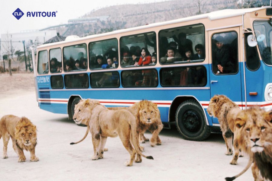 Công viên Everland giải trí bậc nhất tại Hàn Quốc