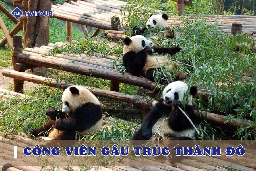 Công viên gấu trúc Thành Đô - Ngôi nhà của các "Thần Long Đại Hiệp"