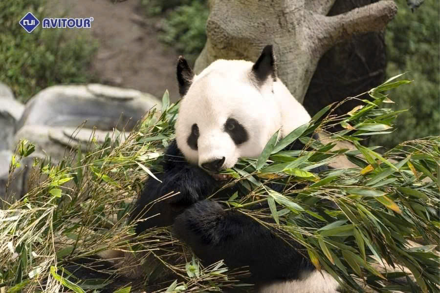 Công viên gấu trúc Trùng Khánh: Tọa độ gặp gỡ "quốc bảo" Trung Hoa