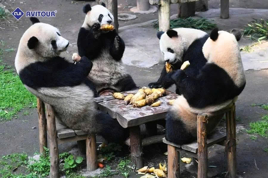 Công viên gấu trúc Trùng Khánh: Tọa độ gặp gỡ "quốc bảo" Trung Hoa