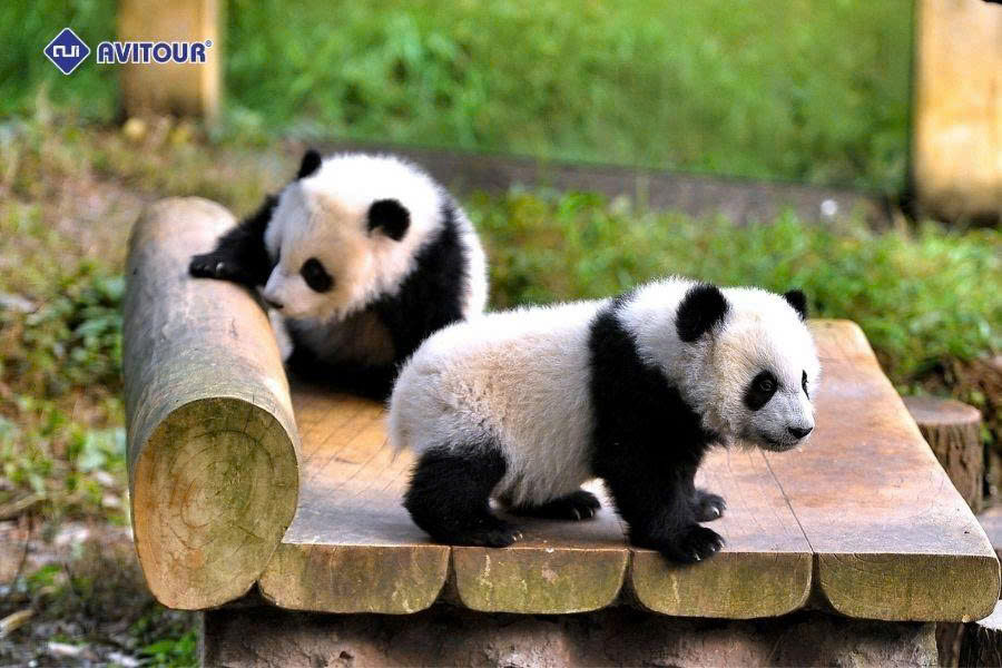 Công viên gấu trúc Trùng Khánh: Tọa độ gặp gỡ "quốc bảo" Trung Hoa