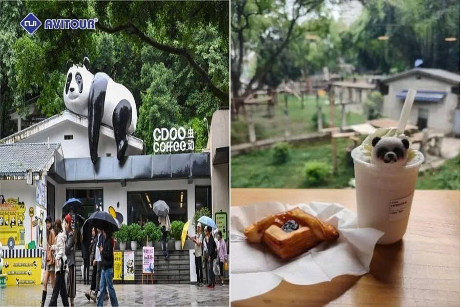 Công viên gấu trúc Trùng Khánh: Tọa độ gặp gỡ "quốc bảo" Trung Hoa