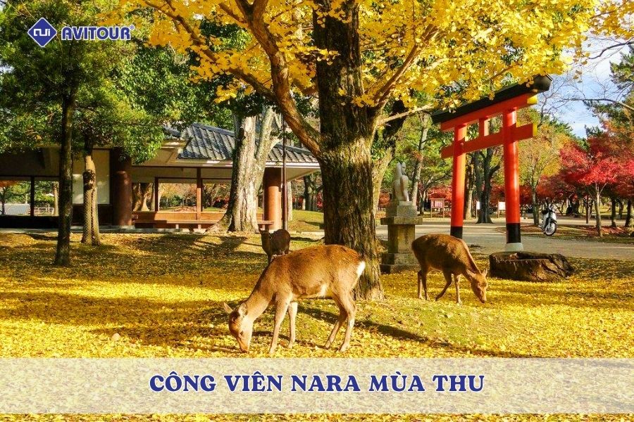 Công viên Nara mùa thu: Mùa lá đỏ đẹp mê hồn giữa đàn hươu Nara