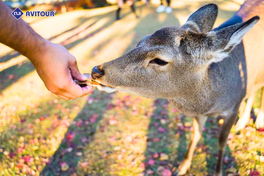 Công viên Nara mùa thu: Mùa lá đỏ đẹp mê hồn giữa đàn hươu Nara