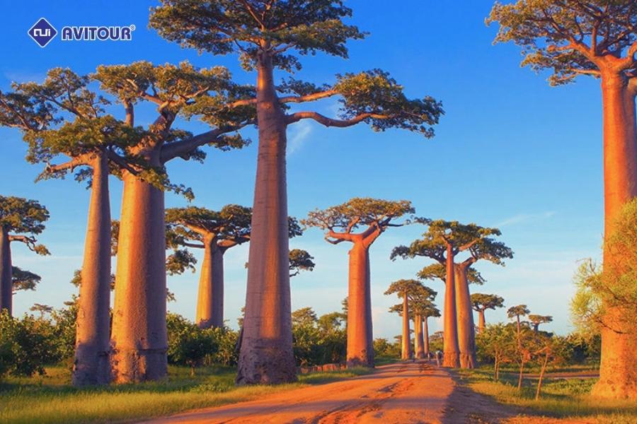 Đại lộ Baobab - Dấu ấn thiên nhiên độc đáo trên đảo Madagascar