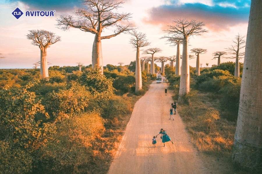 Đại lộ Baobab - Dấu ấn thiên nhiên độc đáo trên đảo Madagascar