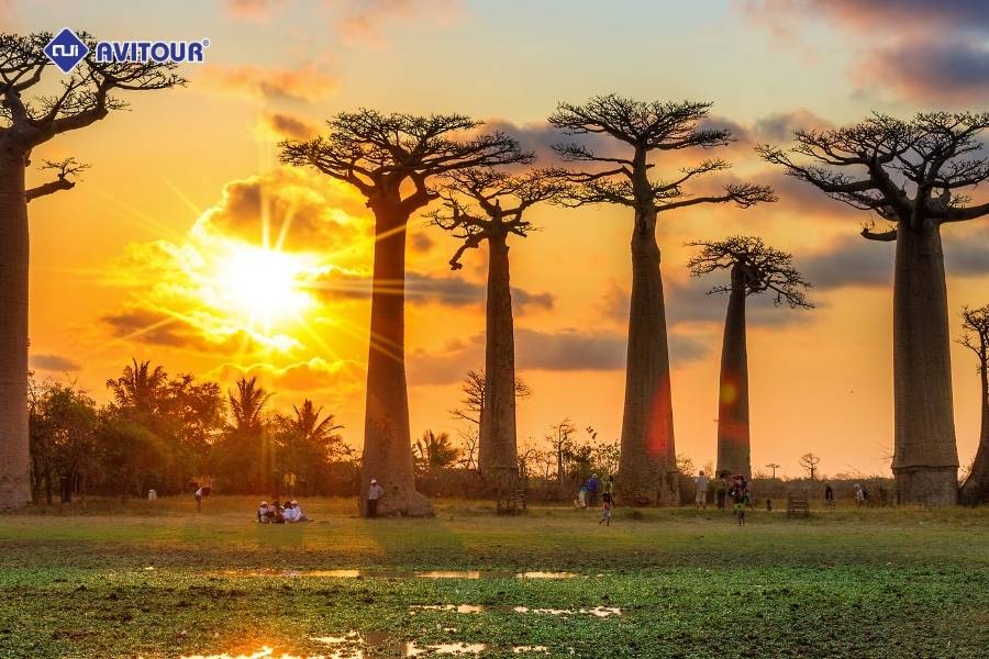 Đại lộ Baobab - Dấu ấn thiên nhiên độc đáo trên đảo Madagascar