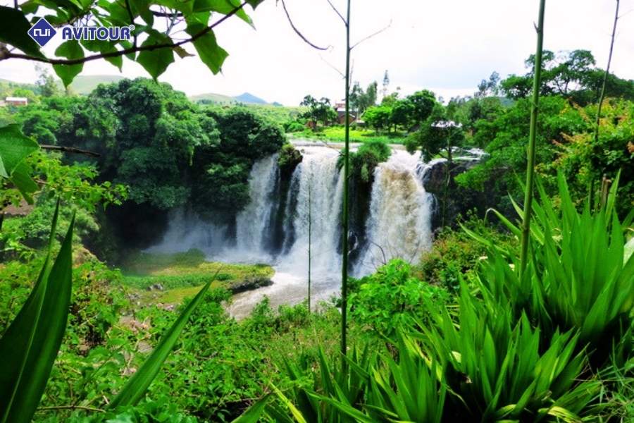 Đắm mình giữa thiên nhiên xanh mát khi khám phá Lemur's Park