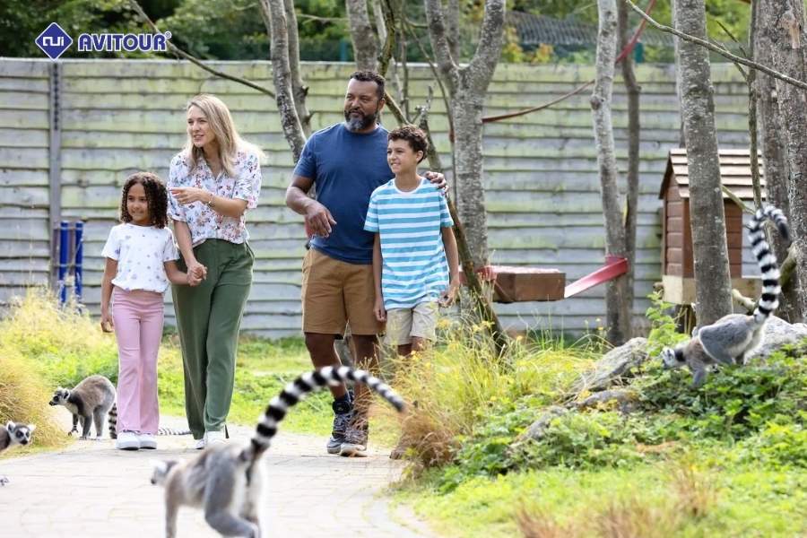 Đắm mình giữa thiên nhiên xanh mát khi khám phá Lemur's Park