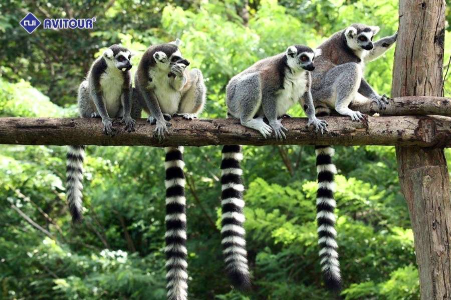 Đắm mình giữa thiên nhiên xanh mát khi khám phá Lemur's Park