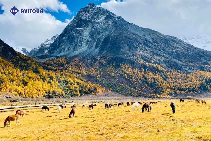 Đạo Thành - Á Đinh: Vùng đất thiên đường giữa cao nguyên Tứ Xuyên