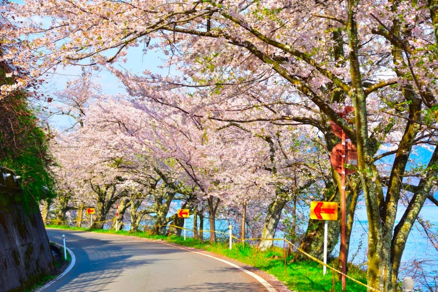Du lịch Nhật Bản mùa hoa anh đào - Lạc vào xứ sở thần tiên