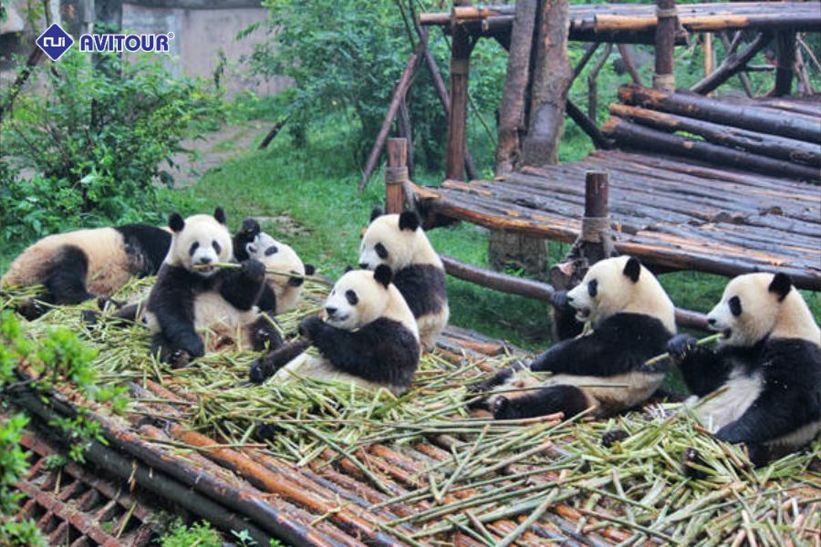 Du lịch Trung Quốc thăm gấu trúc
