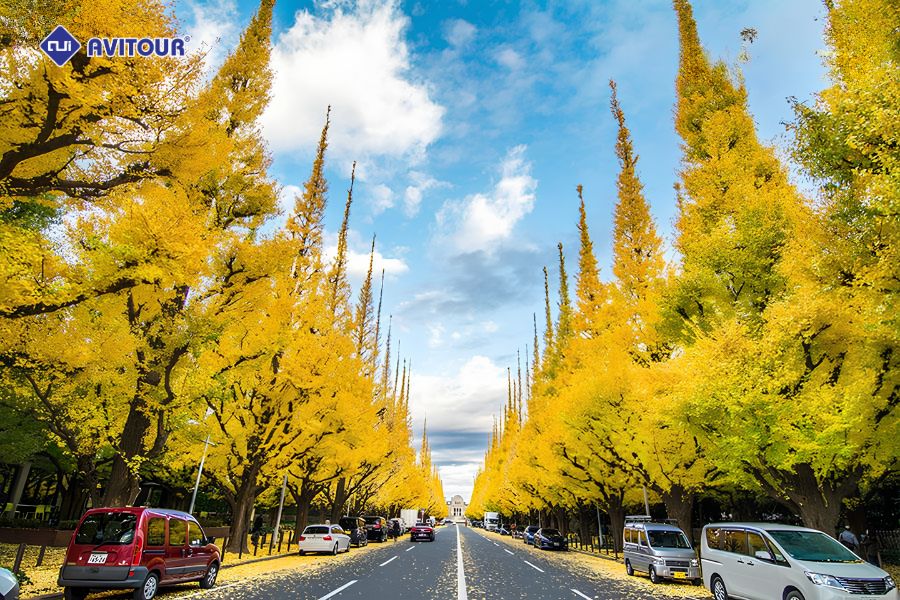 Hàng cây lá vàng Icho Namiki: Tuyến phố mùa thu đẹp tựa tranh tại Tokyo