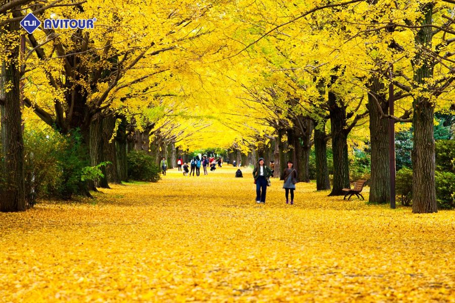 Hàng cây lá vàng Icho Namiki: Tuyến phố mùa thu đẹp tựa tranh tại Tokyo
