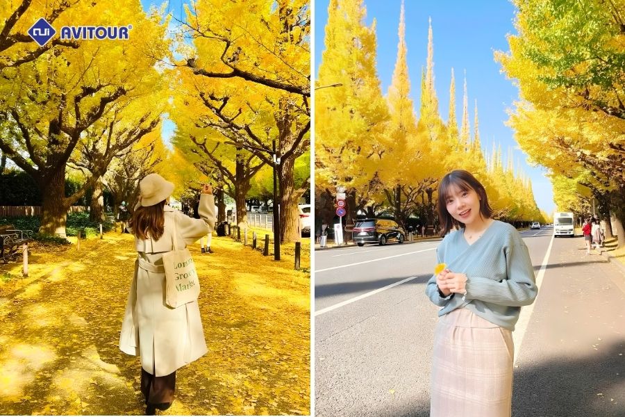 Hàng cây lá vàng Icho Namiki: Tuyến phố mùa thu đẹp tựa tranh tại Tokyo