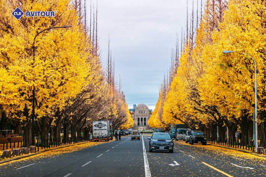 Hàng cây lá vàng Icho Namiki: Tuyến phố mùa thu đẹp tựa tranh tại Tokyo